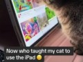 Кот и iPad