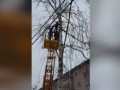 В Подмосковье женщина застряла на дереве, спасая кота