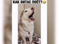 Хаски Витаса