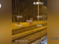 Голая тётя и голый мужик встретили весну.