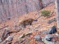 Молодой леопард продемонстрировал свой дерзкий рык на весь приморский заповедник