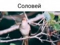 соловей