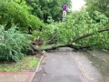 Первая жертва: мужчину убило дерево, которое упало из-за шквалистого ветра в Москве