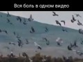 Вся боль в этом видео