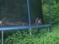 Котайдер