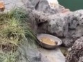 Кусь!