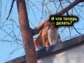 Кошачий остросюжетный фильм