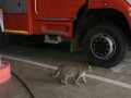 Коту Толику из 89 пожарной части в Москве вручили первое специальное звание в День спасателя