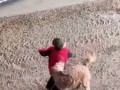 Stupid Kid tries to punch a dog. Proceeds to lose a fight and his hat.