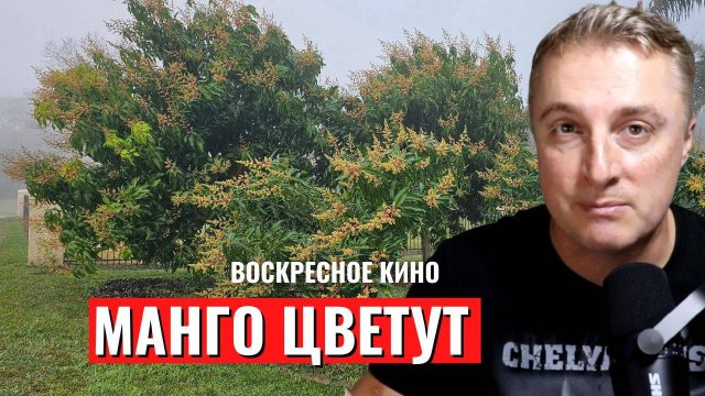 Воскресное кино — отдыхаем от политики. Как перезимовали манго. 09.02.25