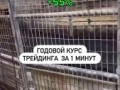 годовой трейдинг экстерном