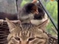 cat with bird