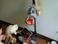 Коты умеют вытворять