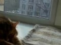 мур
