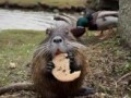Обед