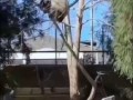 Моё тотемное животно… в детстве было