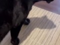 Уединение это неизвестное слово если у тебя есть кот⁠⁠ик