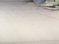 Нашествие тараканов в Дзержинске