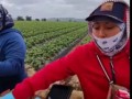 Ананасная земляника поспела