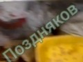Семейка живодеров