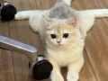 Котойога