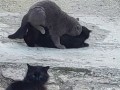Кот всё-же уговорил кошку.