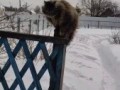 Послушный!