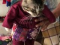 Никогда не видел кота настолько злого и в то же время настолько терпимого
