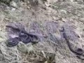 Змеи в Подмосковье