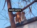 Экстремальный спуск