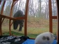 Во благо медведя