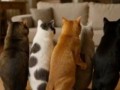 Коттики