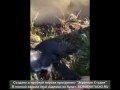 Лягушка поймала птицу