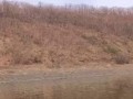 Медведь выскочил на рыбаков в Хабаровском крае