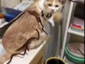 Тараканчики