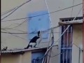 Птичку жалко, но «голод не тетка»