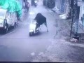 Бык угнал скутер! Он увидел, что транспорт никем не охраняется, поэтому решил немного прокатитьс