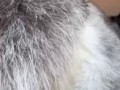 Парень захотел снять свой рекорд по отжиманиям стоя на руках, но у его пса было кое-что интереснее..