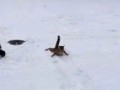 Как корова на льду