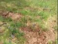 Языческое капище нашли грибники в алтайском лесу