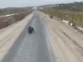 «Е*аный рот, бл*ть, медведи, в п*зду вас»