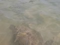черепахи Диквела