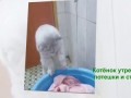 Котёнок утренние потешки и стирка