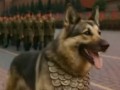 Четвероногие герои