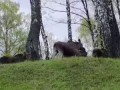 лоси на М-2