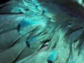Оперение стального блестящего скворца