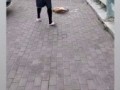 Cat Fight