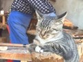 Cat and carpenter