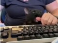 Cat Bites Fingers