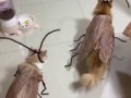 Catroach